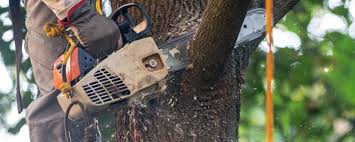 Best Fruit Tree Pruning  in Kent Acres, DE