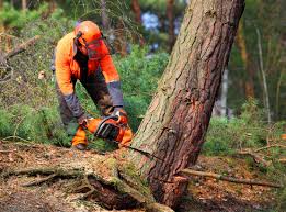 Best Tree Trimming and Pruning  in Kent Acres, DE