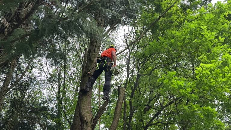 Why Choose Our Tree Removal Services in Kent Acres, DE?