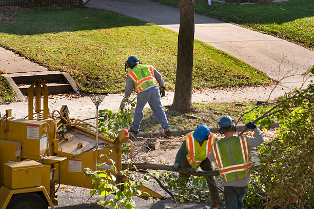 Best Storm Damage Tree Cleanup  in Kent Acres, DE